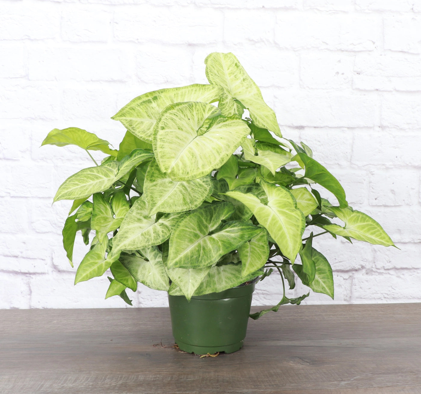 Butterfly Syngonium 3"