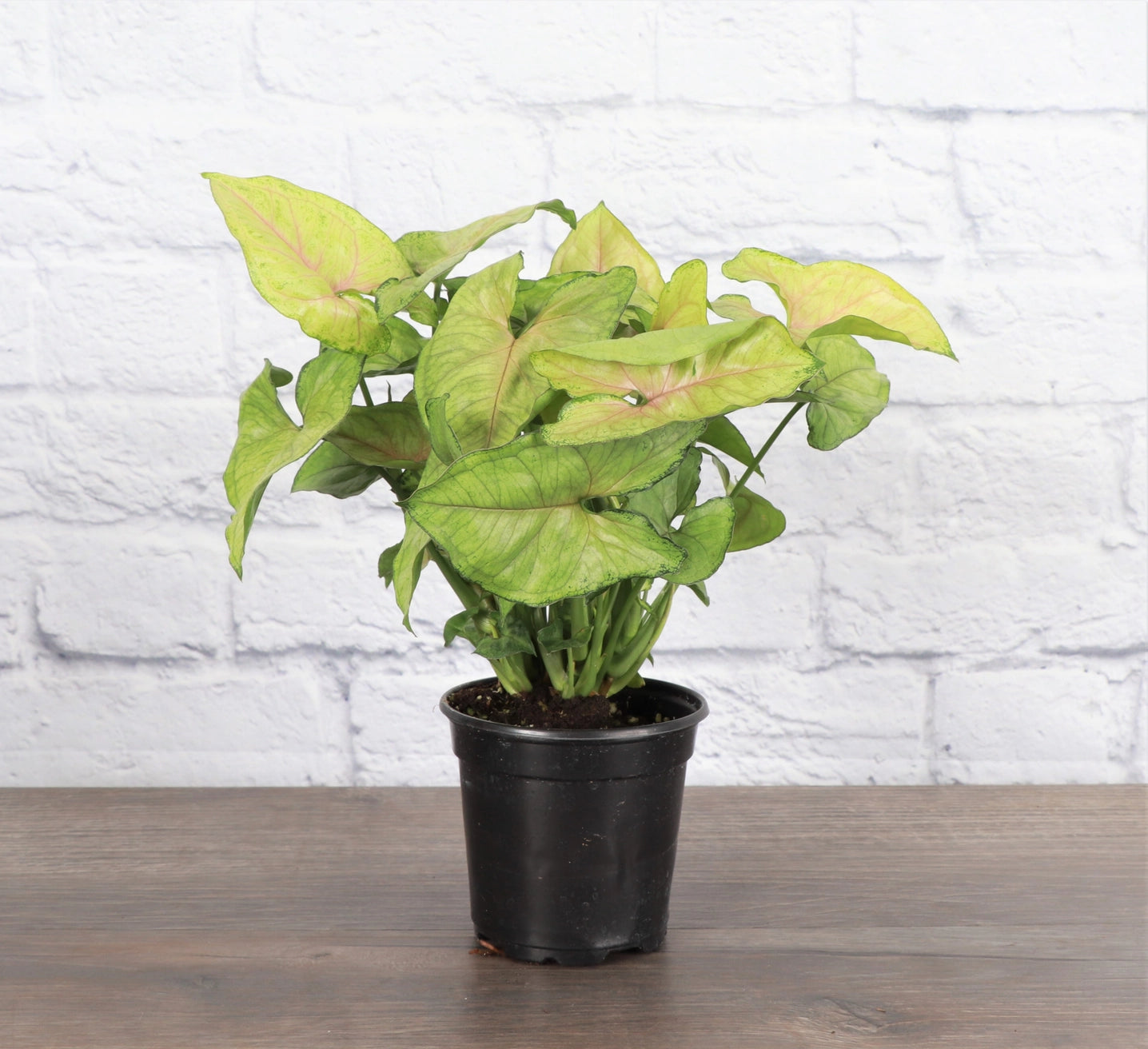 Butterfly Syngonium 3"