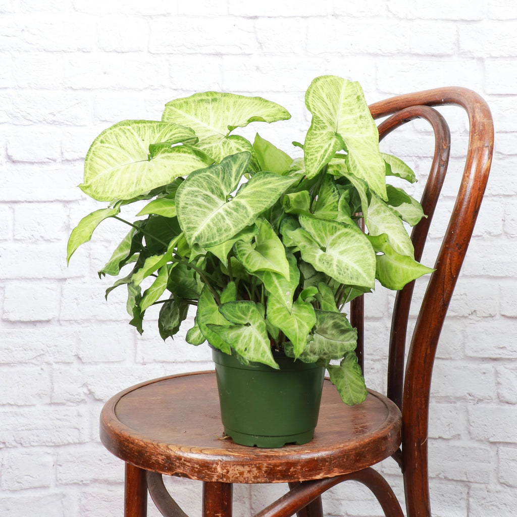 Butterfly Syngonium 3"