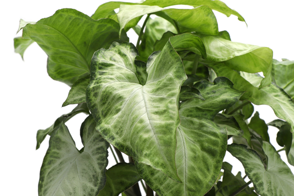 Butterfly Syngonium 3"