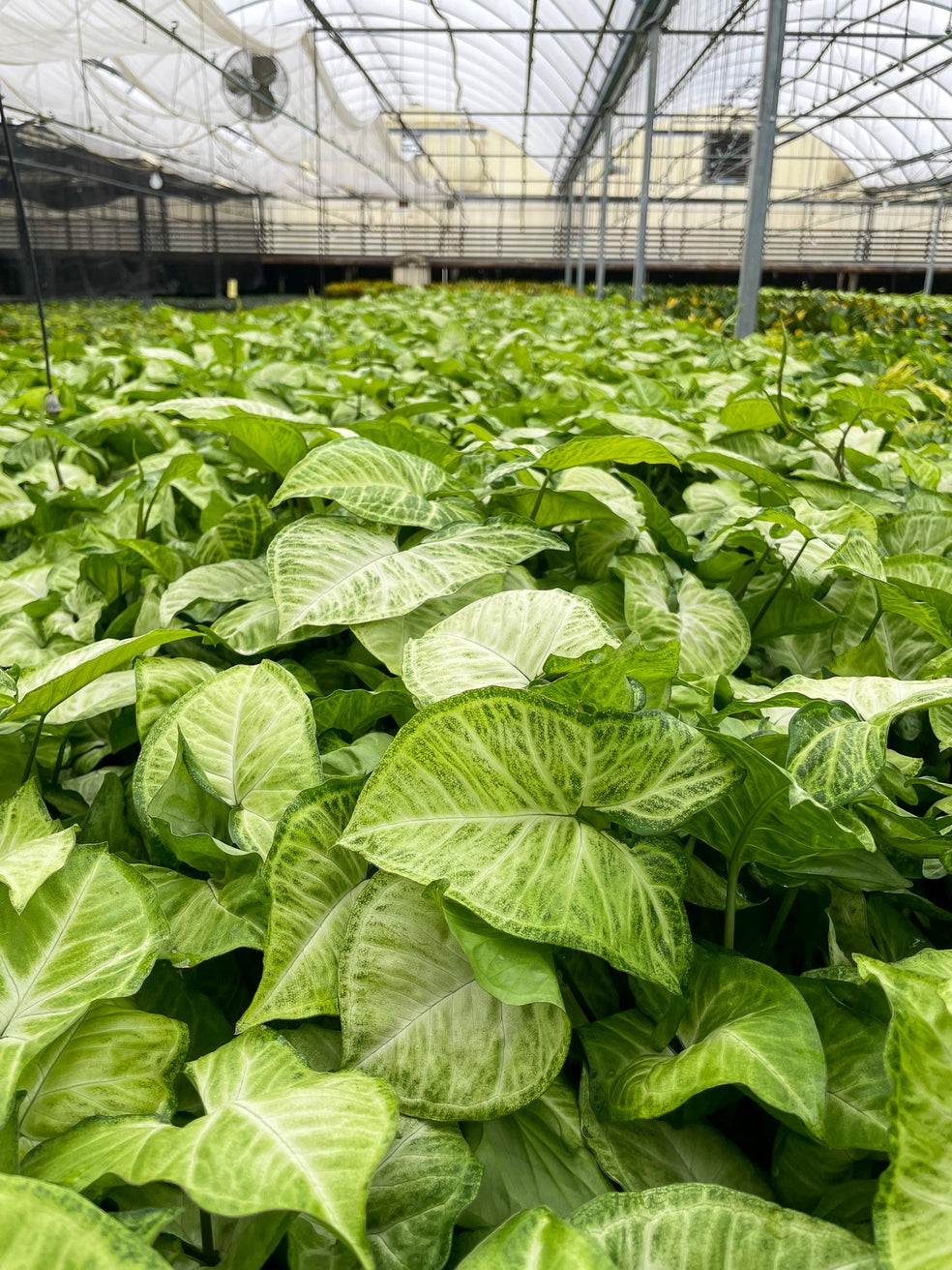 Butterfly Syngonium 3"