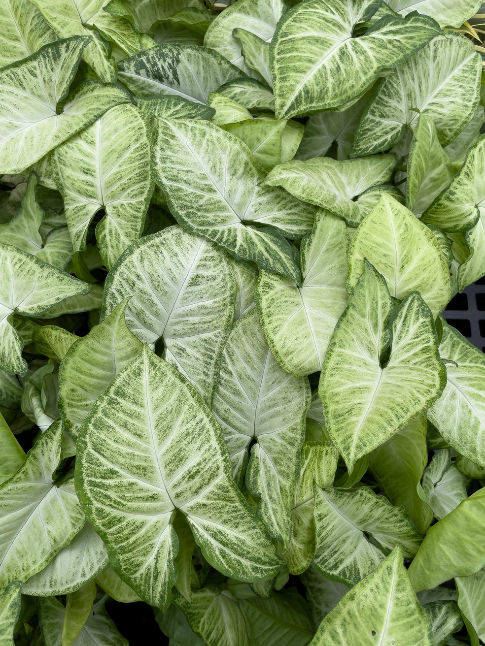 Butterfly Syngonium 3"
