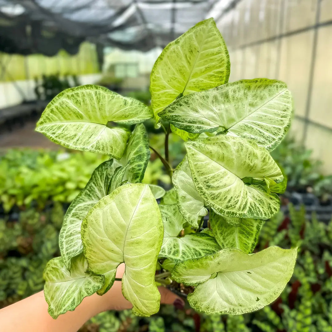Butterfly Syngonium 3"