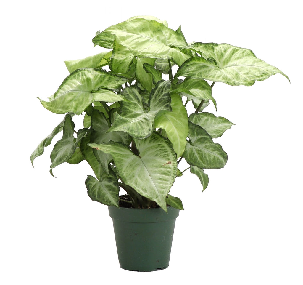 Butterfly Syngonium 3"