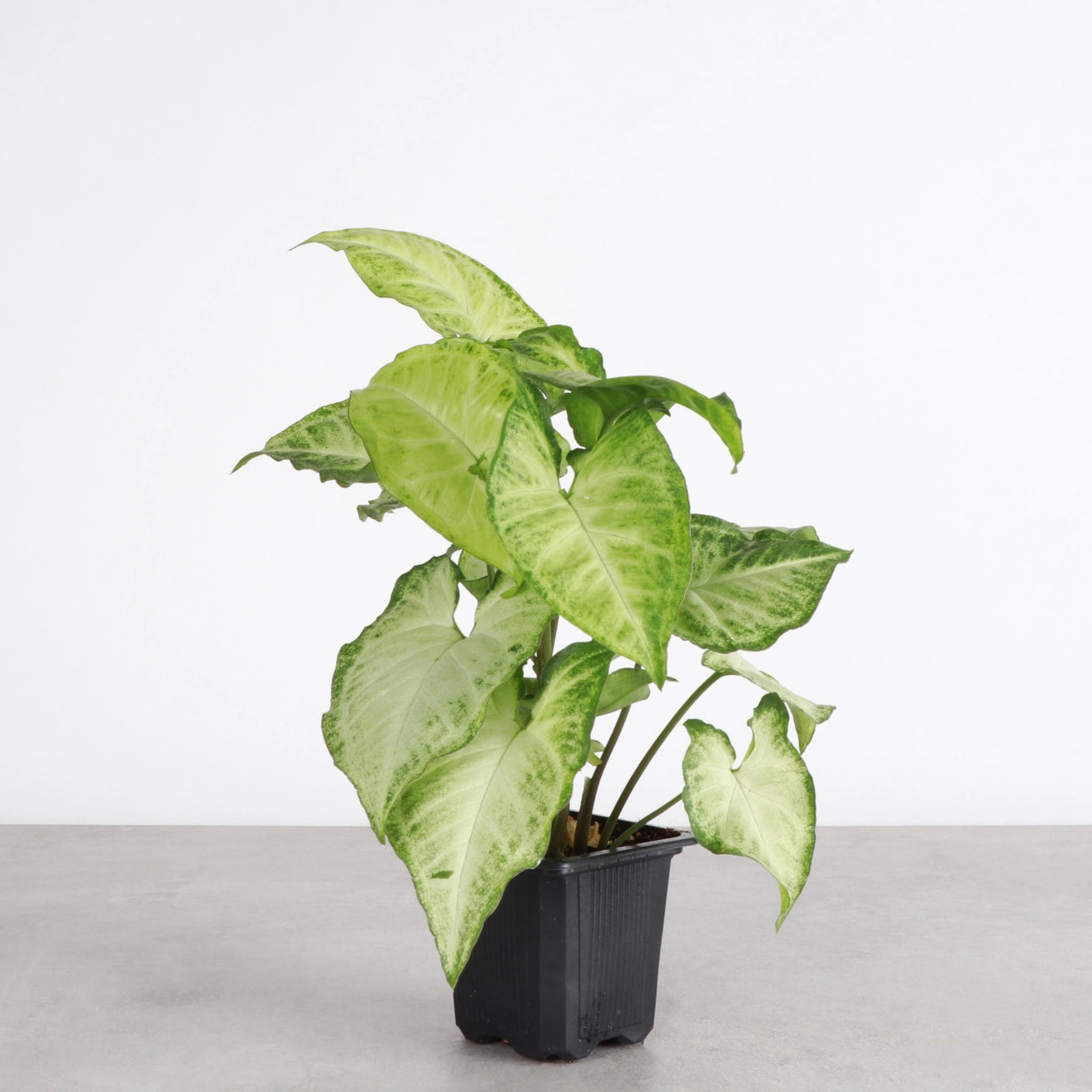 Butterfly Syngonium 3"