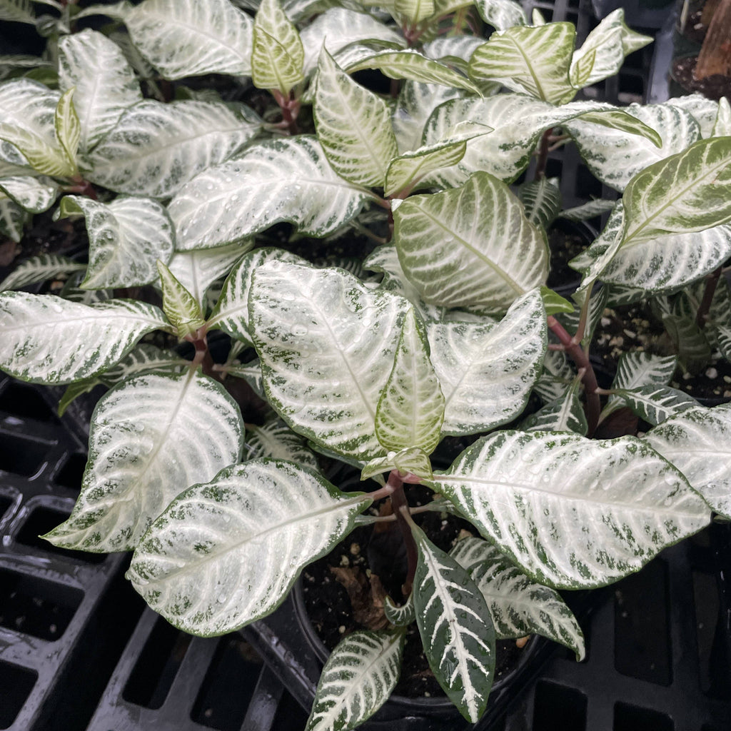 Snow White Zebra Plant 4"
