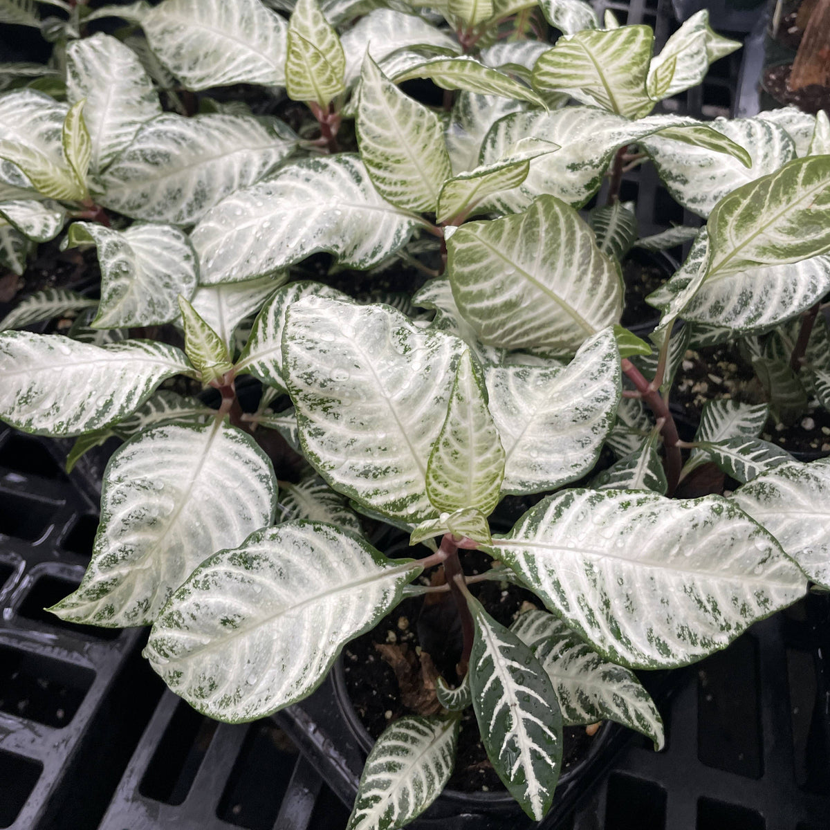Snow White Zebra Plant 4"
