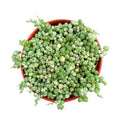 Variegated String of Pearls 4"
