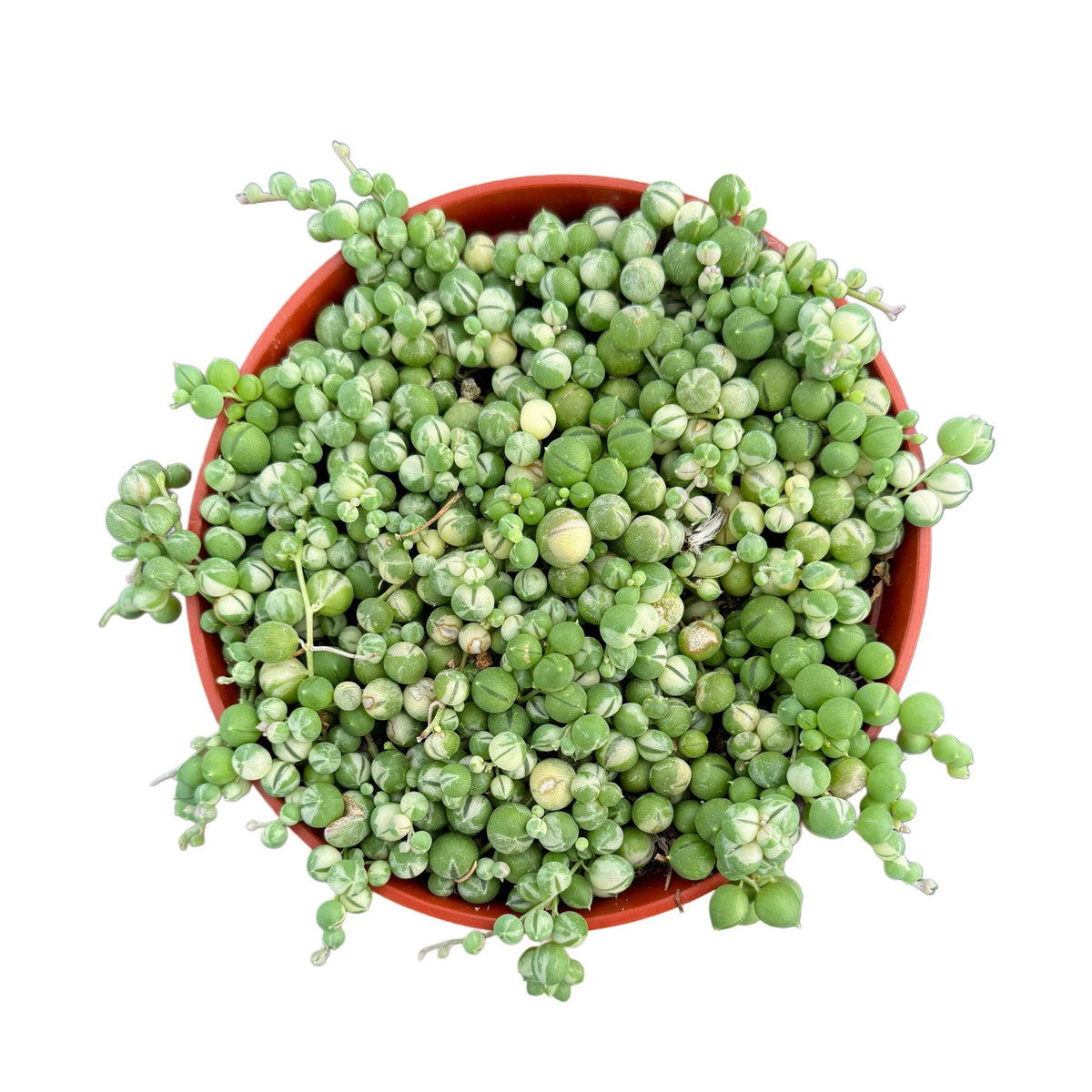Variegated String of Pearls 4"