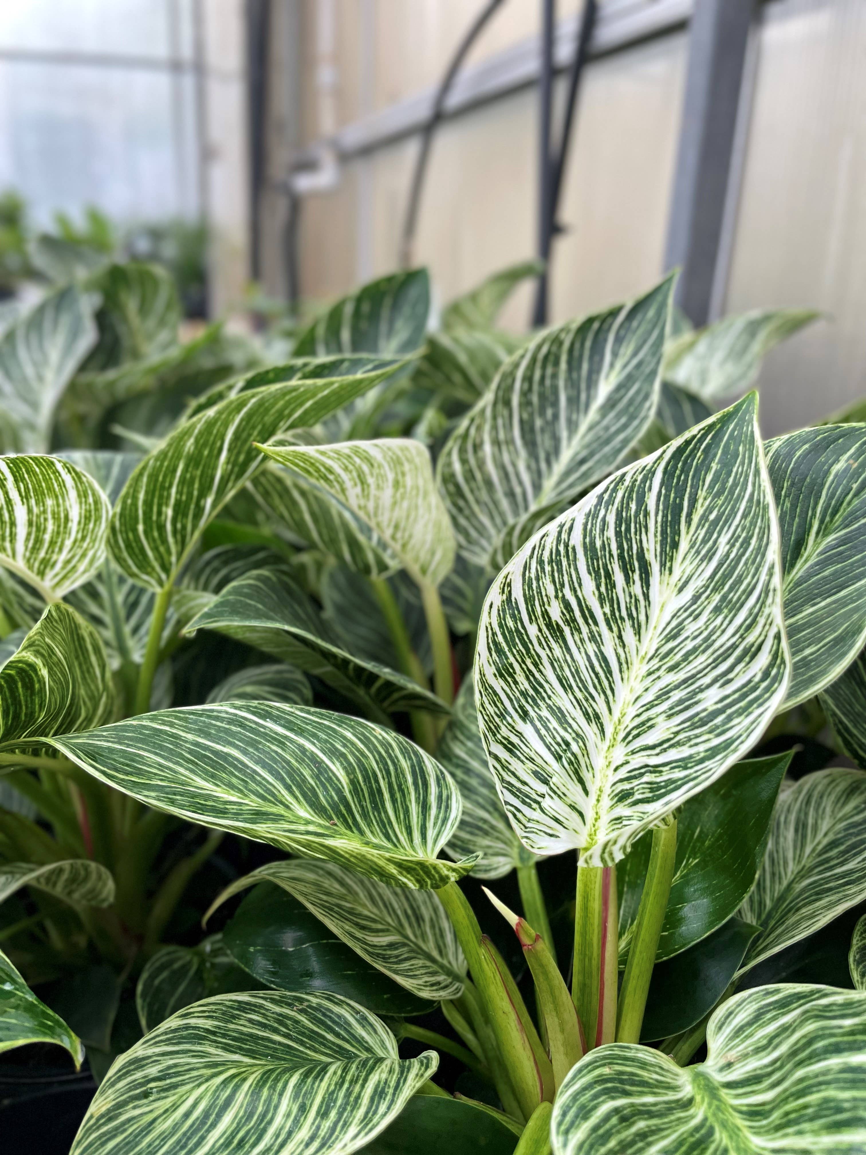 Philodendron Birkin 4"