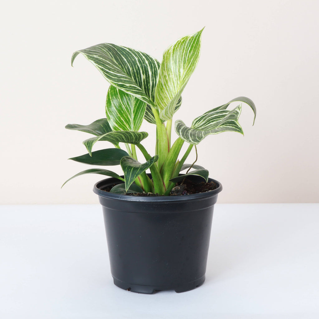 Philodendron Birkin 4"