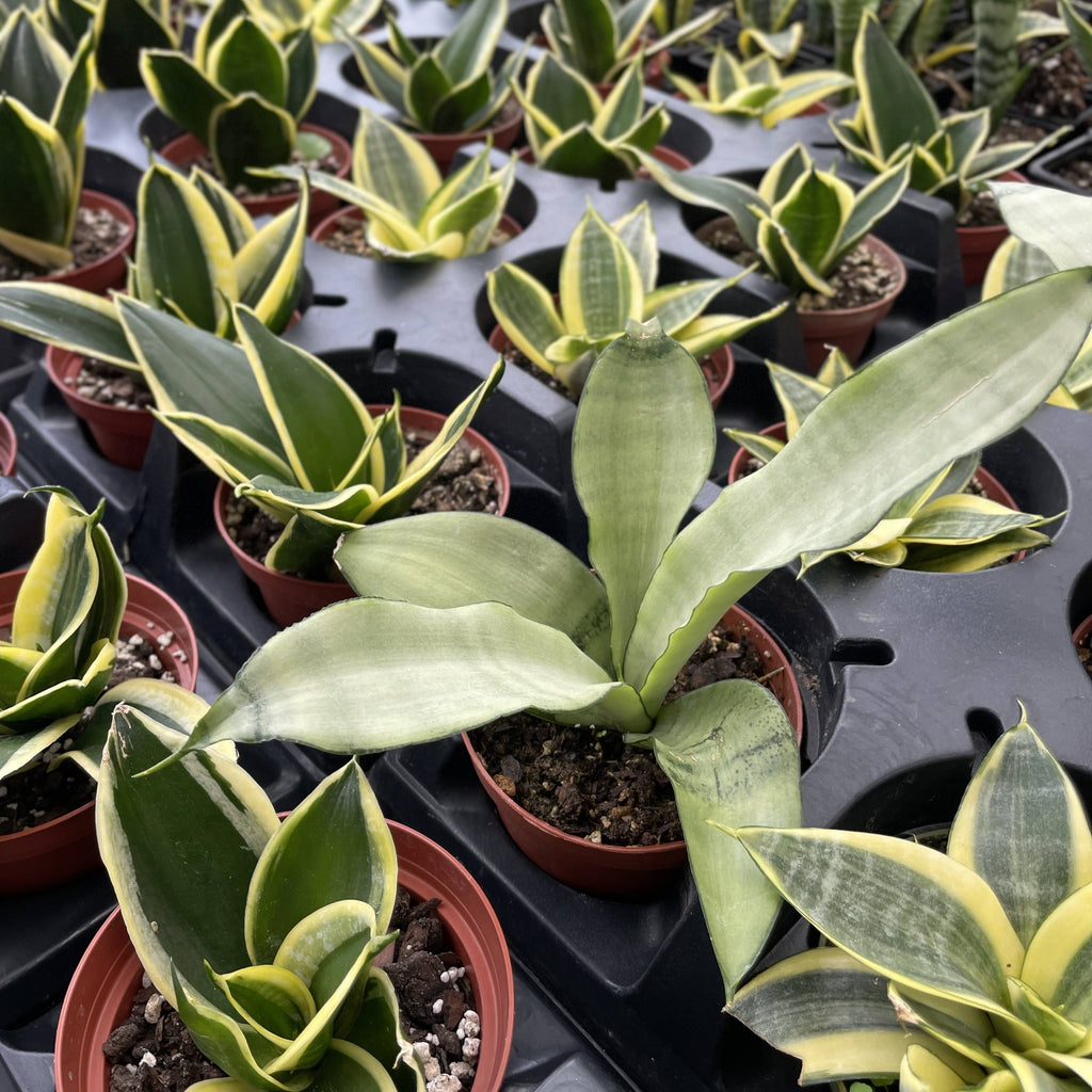 Bird's Nest Snake Plant 3"