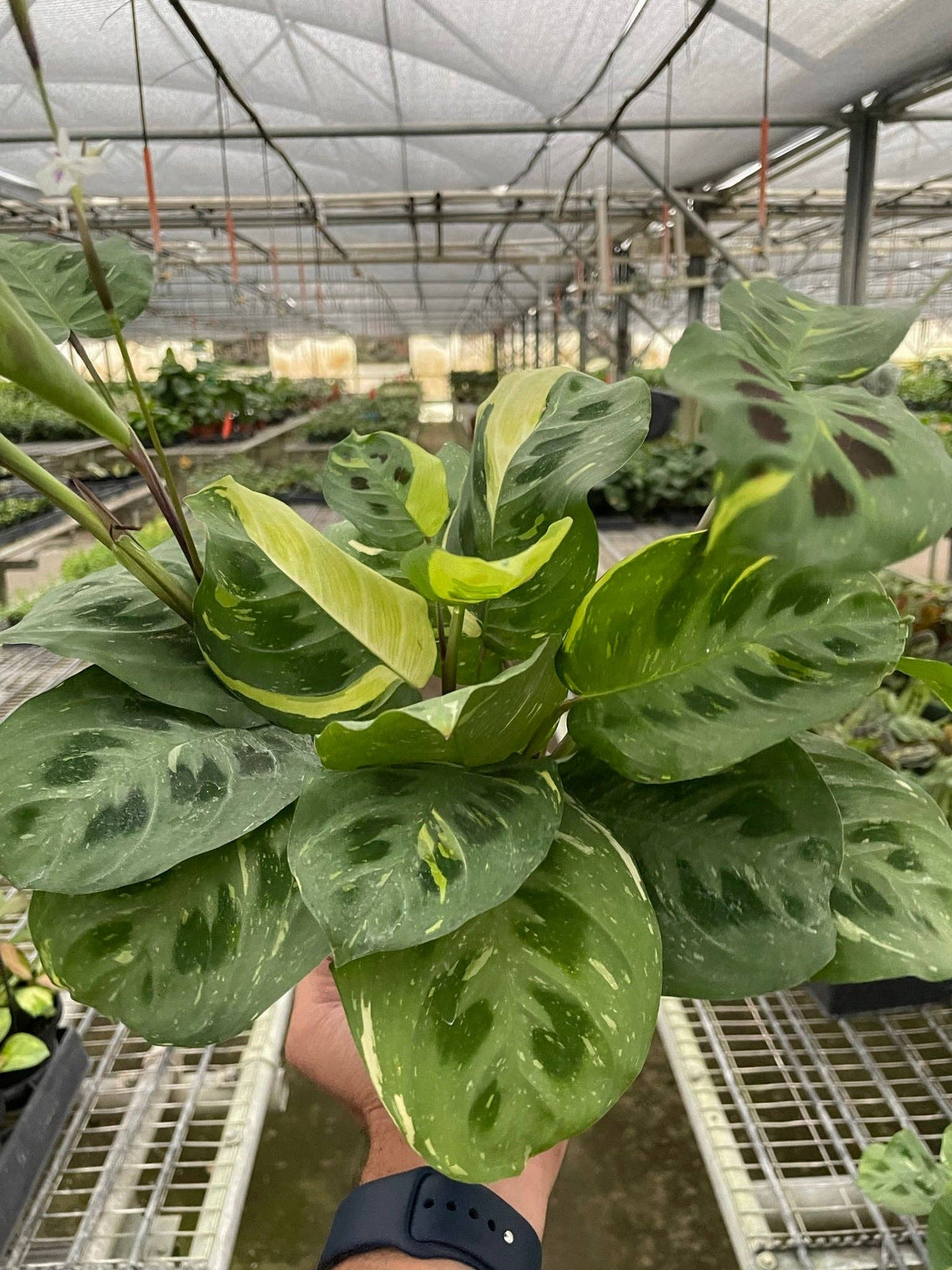 Maranta Variegated 'Beauty Kim' 4"