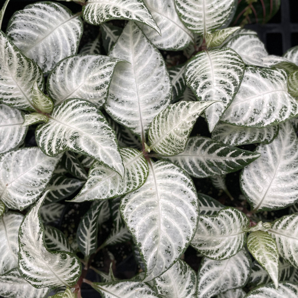 Snow White Zebra Plant 4"
