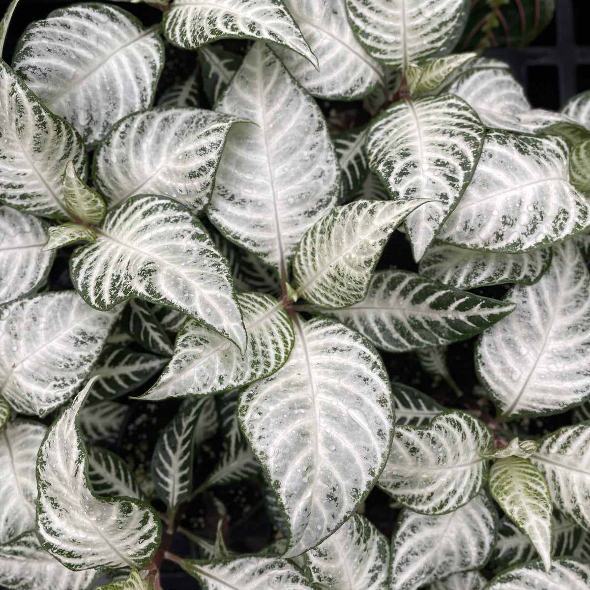 Snow White Zebra Plant 4"