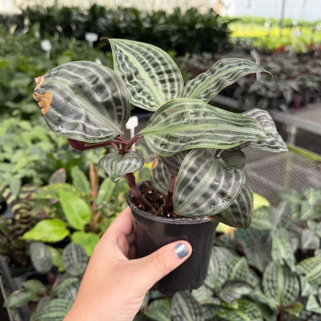 Seersucker Plant 4"