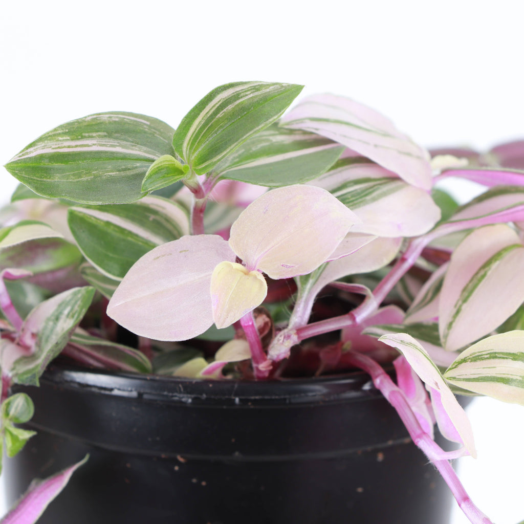 Tradescantia Quadricolor 4"