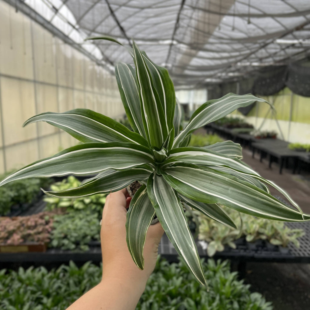 White Striped Warneckii Dracaena 3"