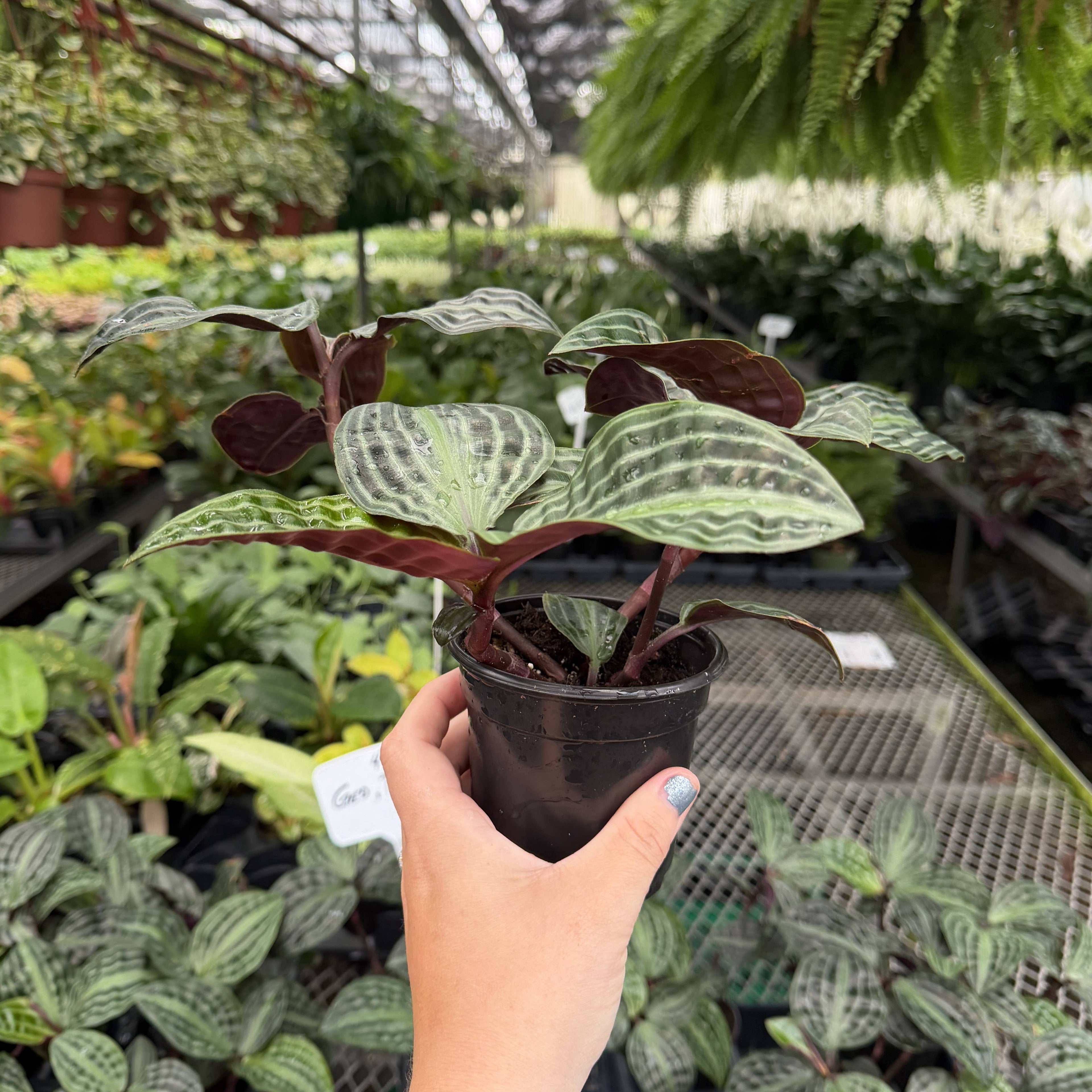 Seersucker Plant 4"