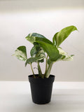 Pothos Manjula: 4"