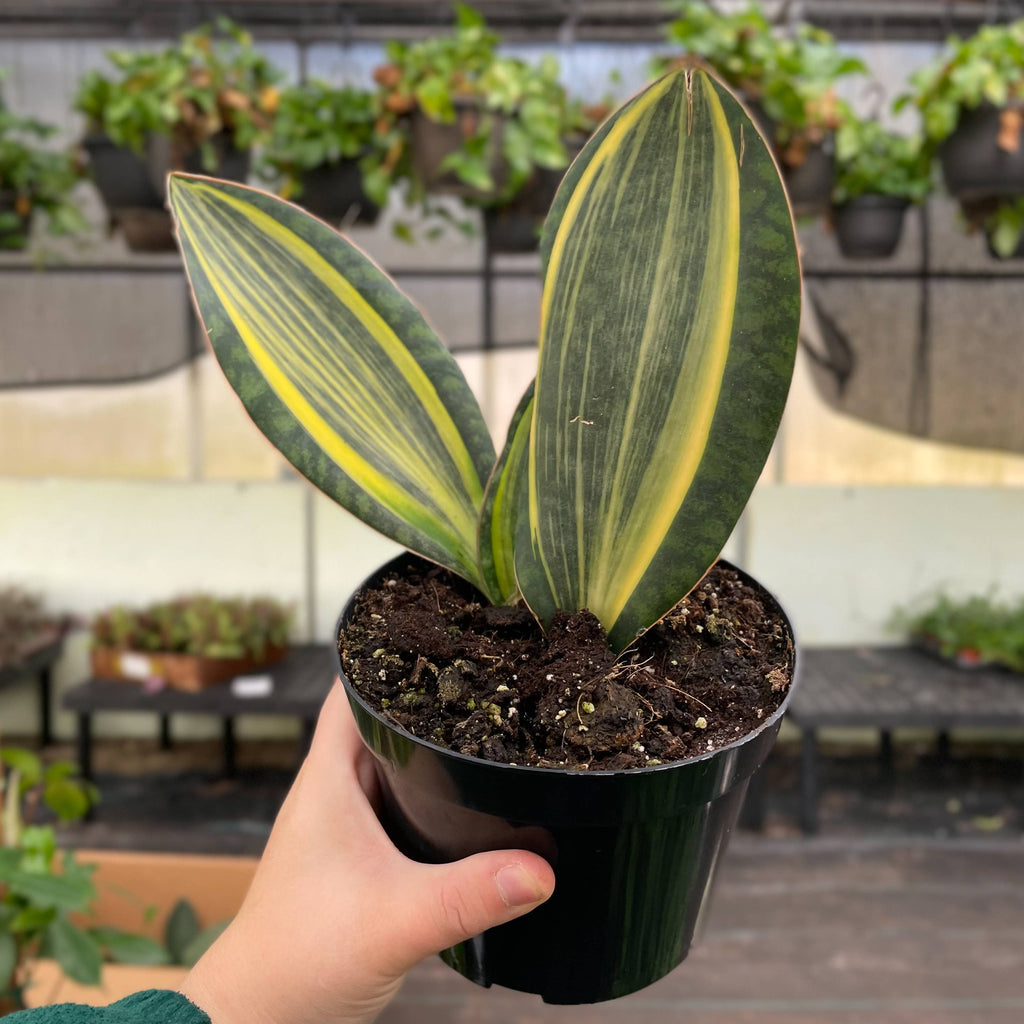 Var Whale Fin Snake Plant
