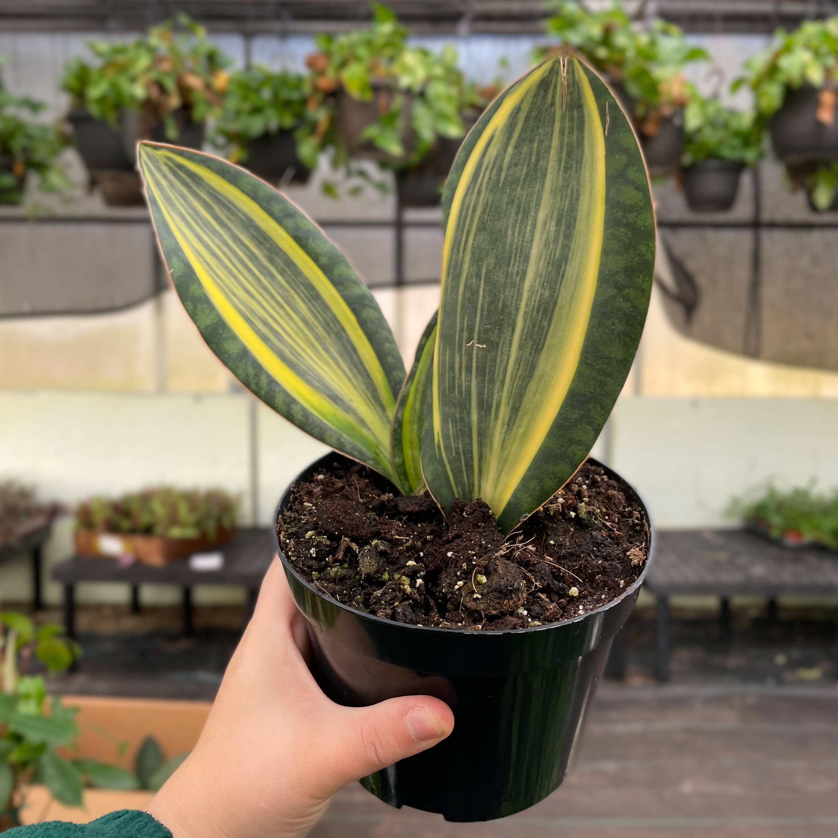 Var Whale Fin Snake Plant