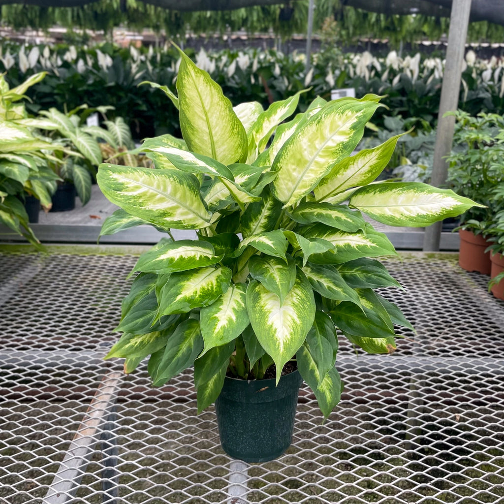 Dieffenbachia 3"