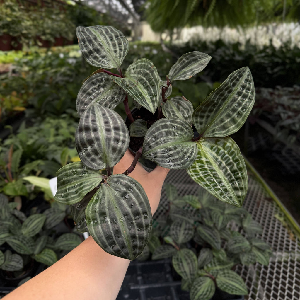 Seersucker Plant 4"