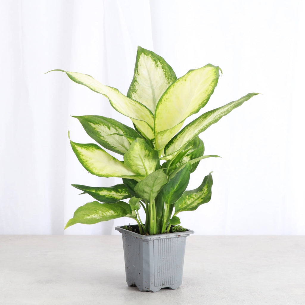 Dieffenbachia 3"