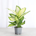 Dieffenbachia 3"