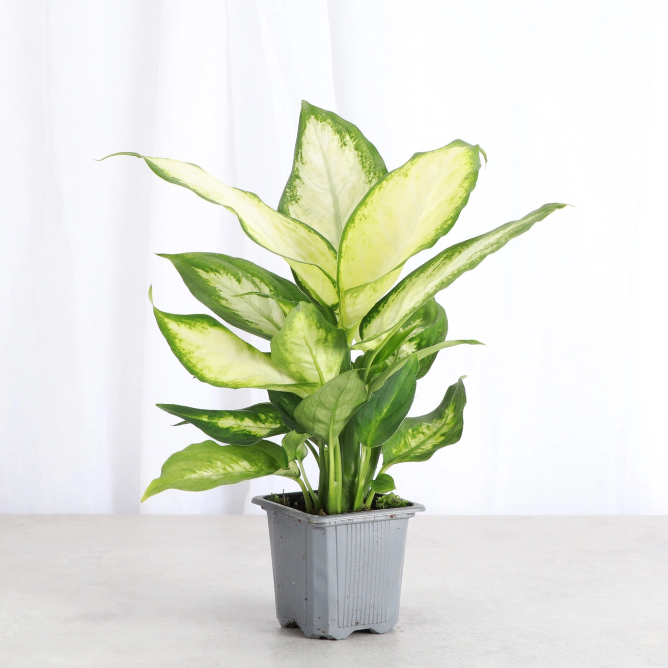 Dieffenbachia 3"
