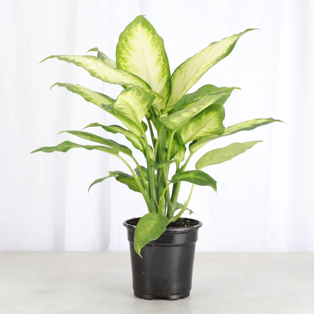 Dieffenbachia 3"