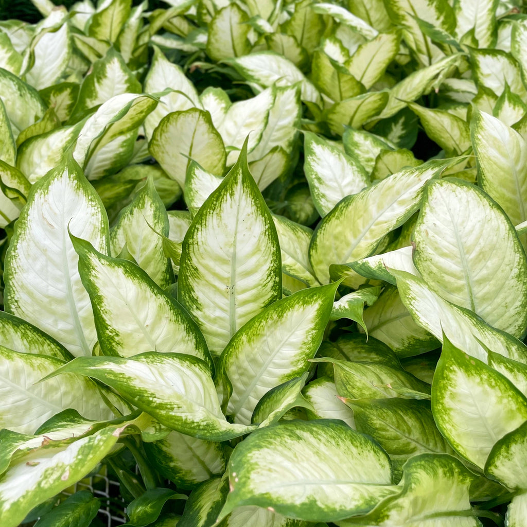 Dieffenbachia 3"