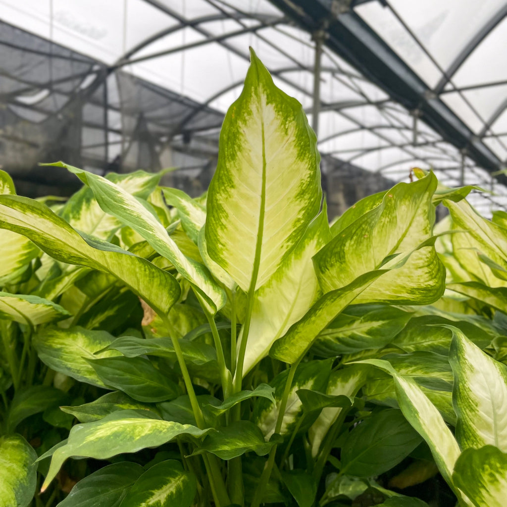 Dieffenbachia 3"