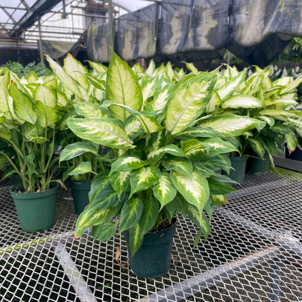 Dieffenbachia 3"