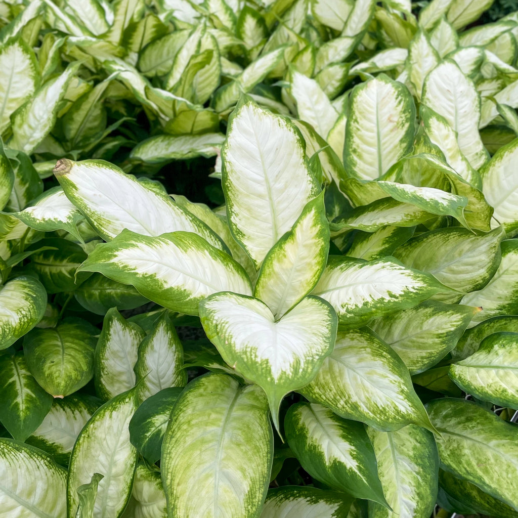 Dieffenbachia 3"