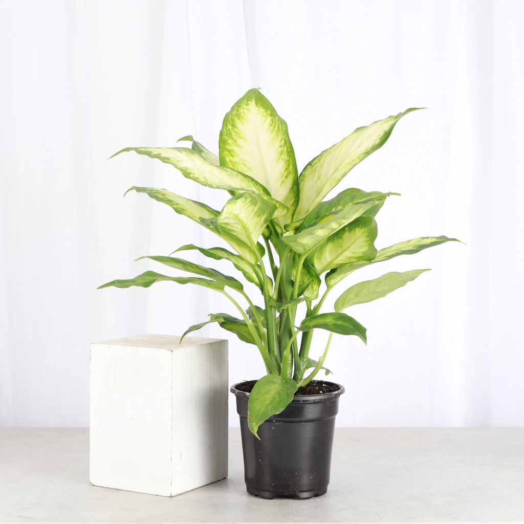 Dieffenbachia 3"