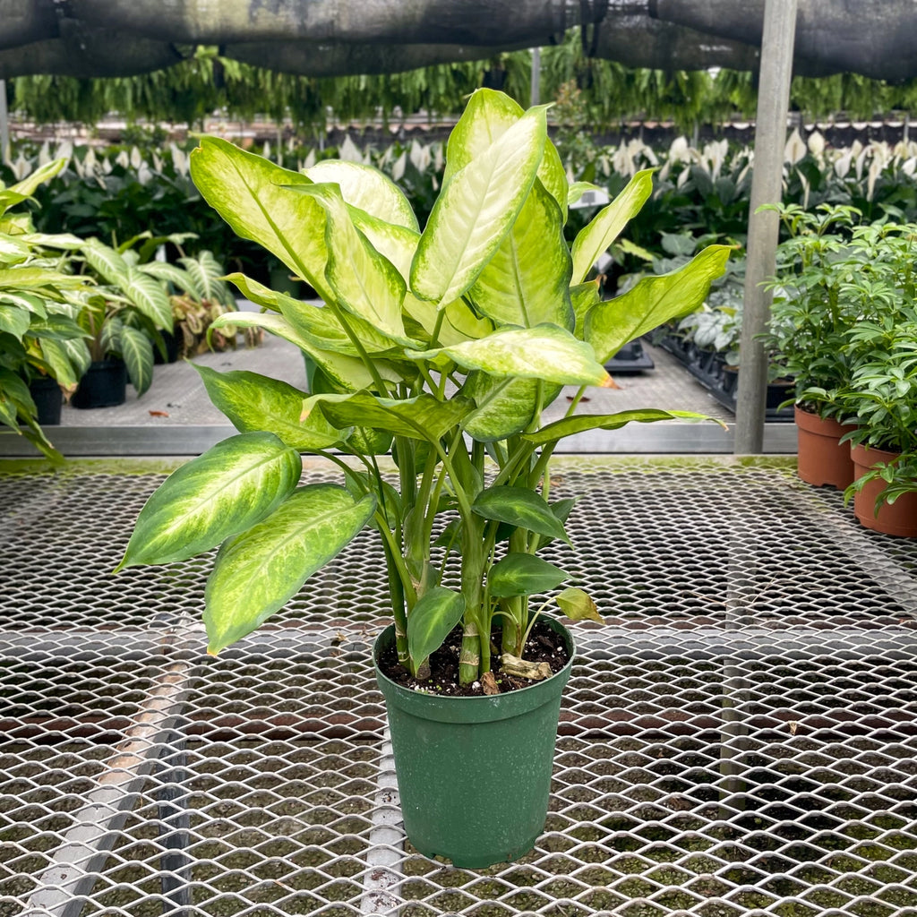 Dieffenbachia 3"