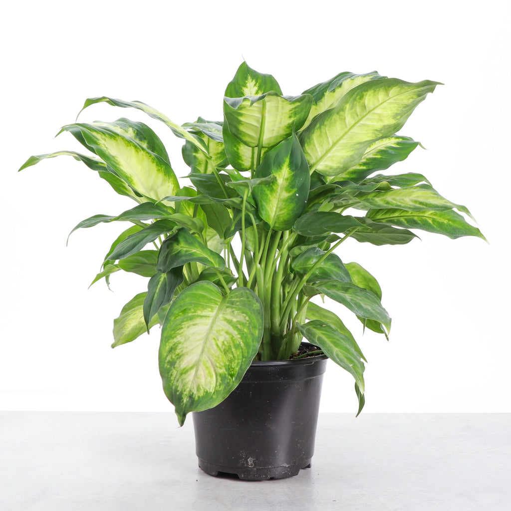 Dieffenbachia 3"
