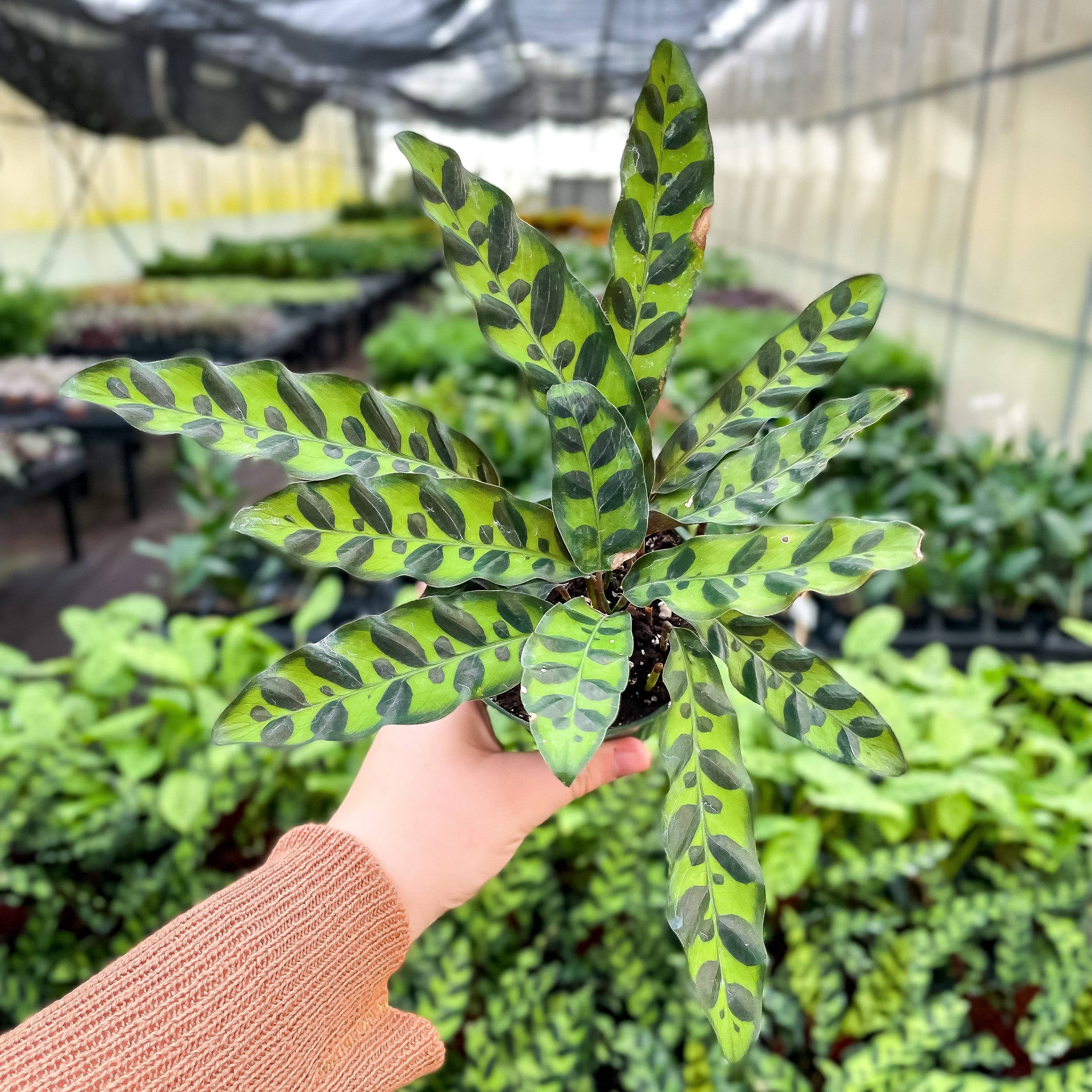 Calathea Rattlesnake 4"