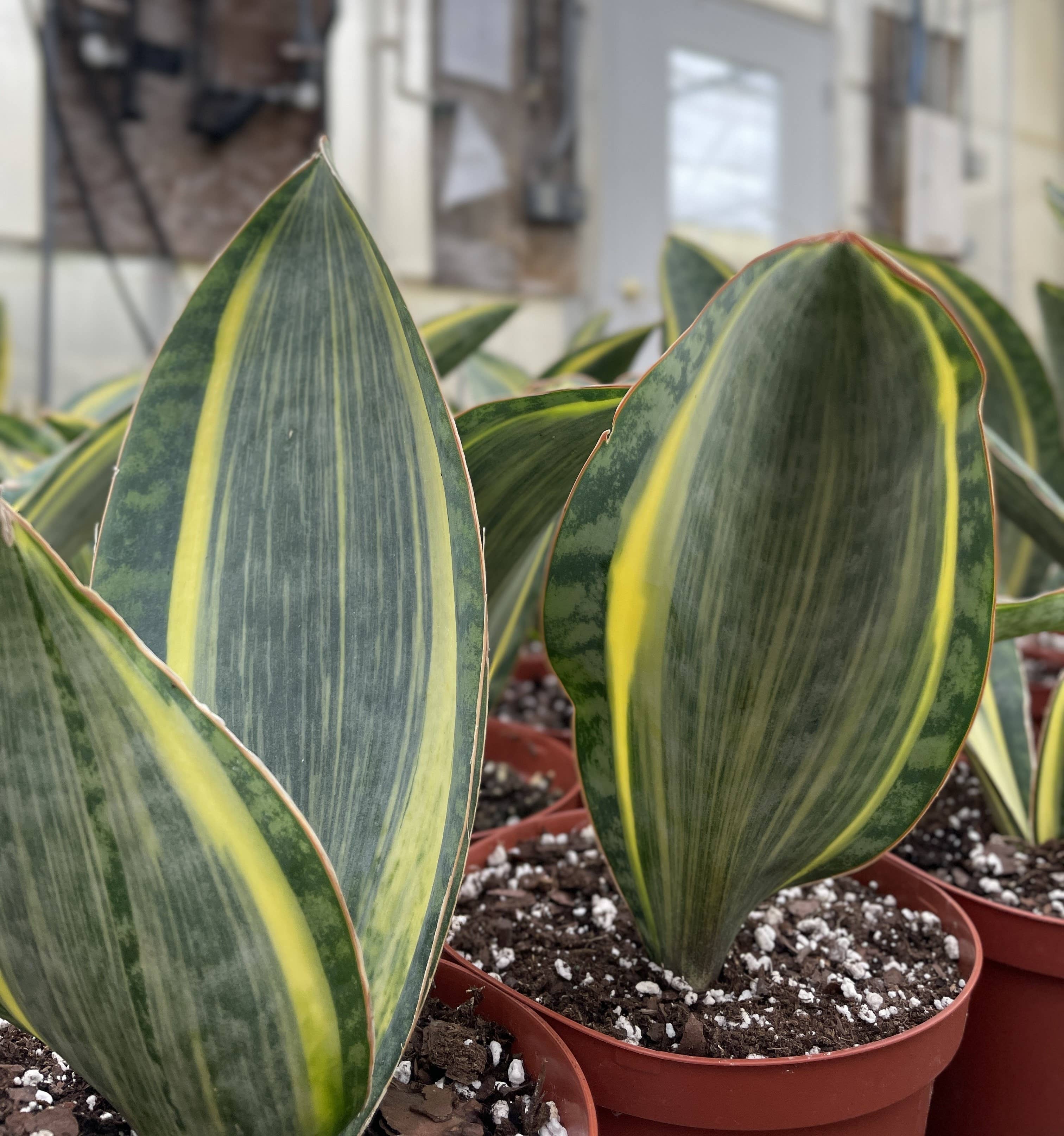 Var Whale Fin Snake Plant
