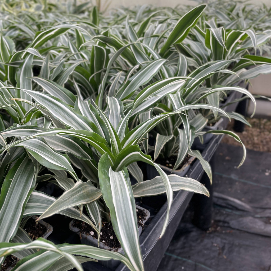 White Striped Warneckii Dracaena 3"