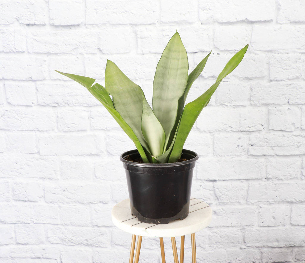 Moonshine Snake Plant 4"