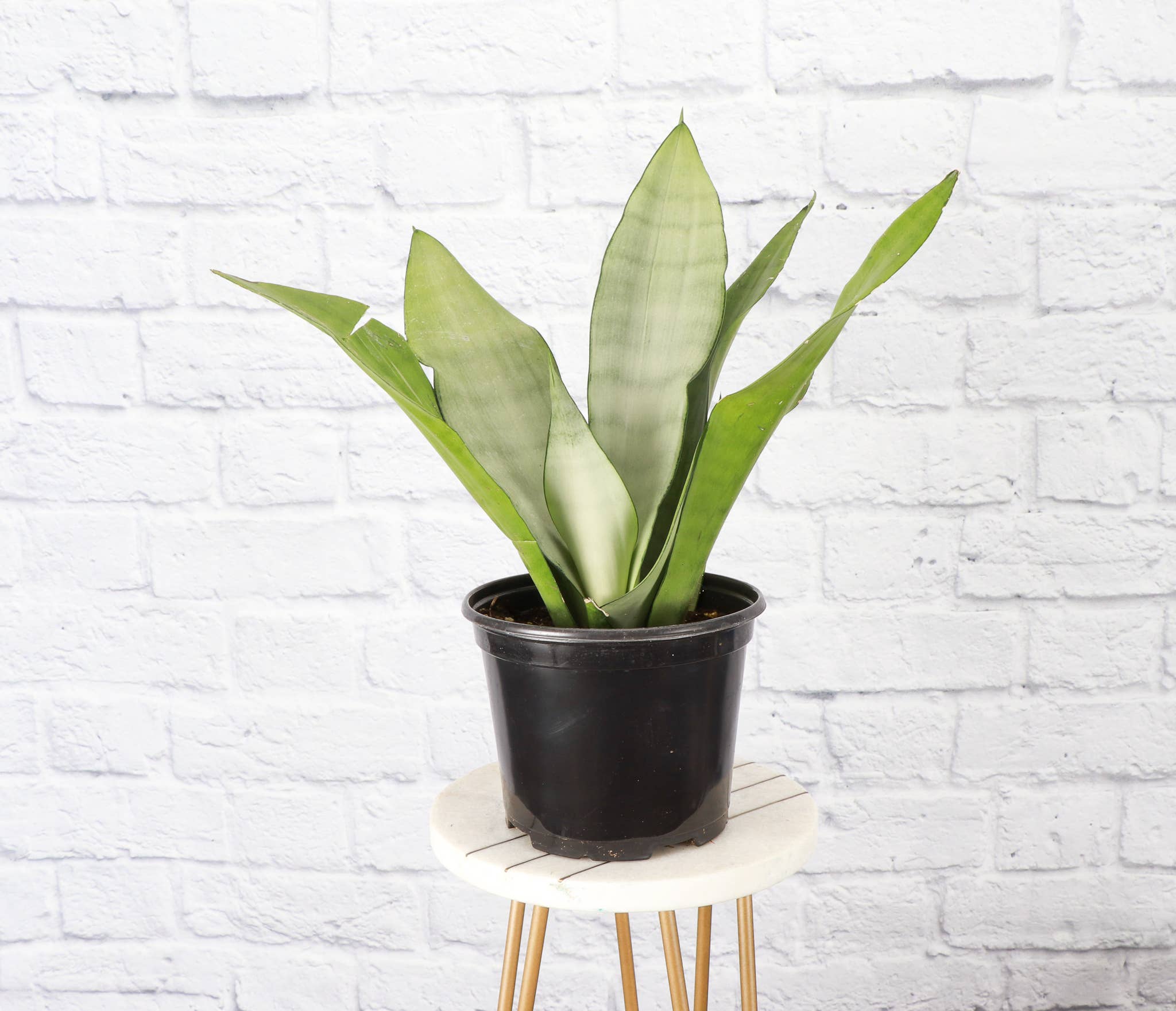 Moonshine Snake Plant 4"