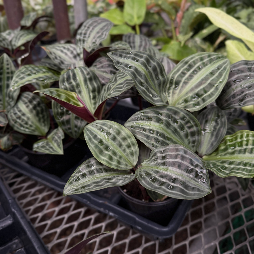 Seersucker Plant 4"