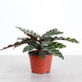 Calathea Rattlesnake 4"