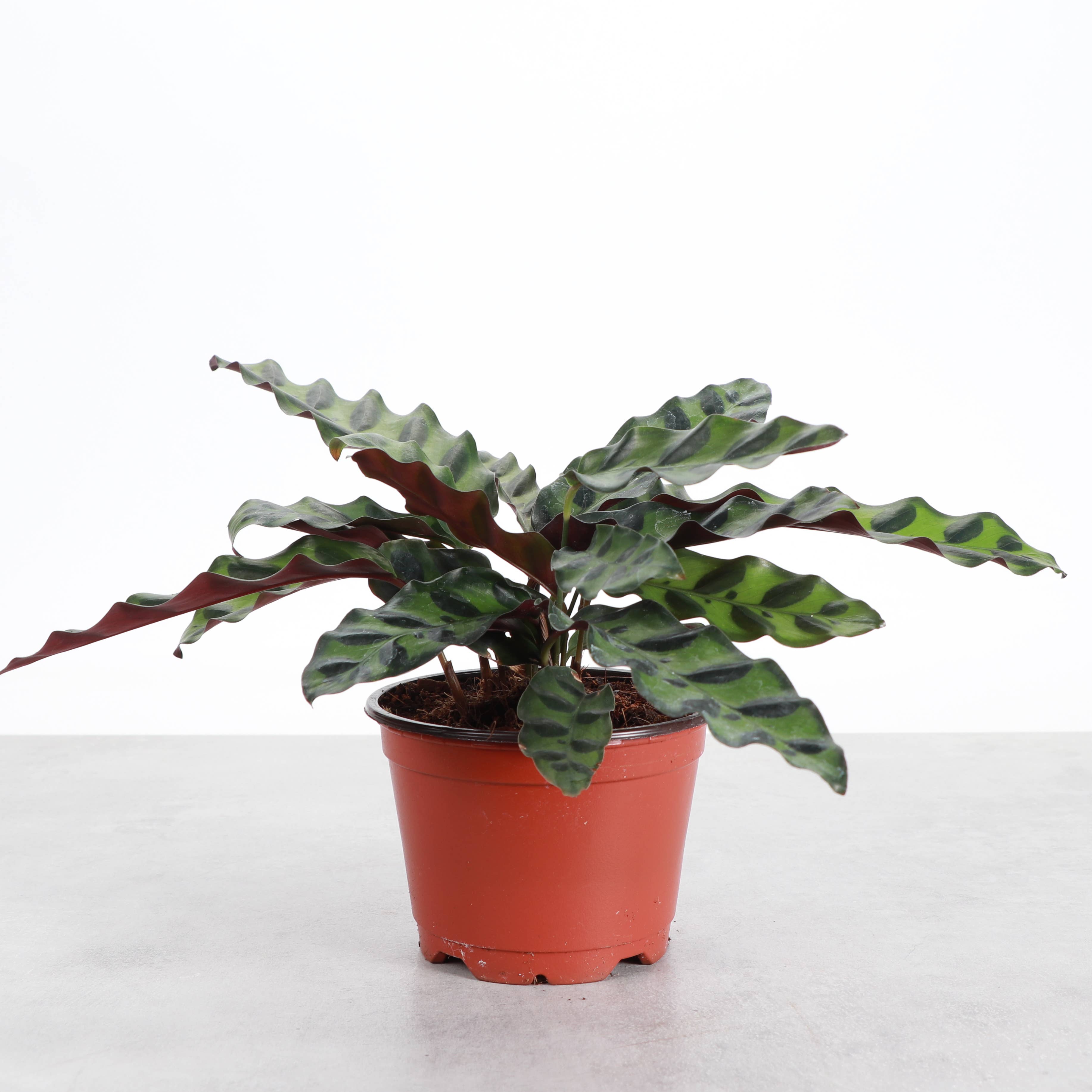 Calathea Rattlesnake 4"