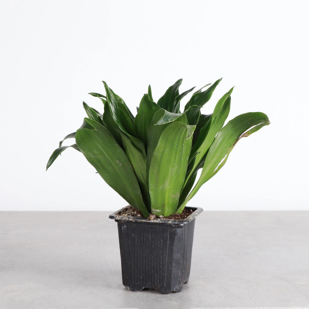 Jan Craig Compacta Dracaena 3"
