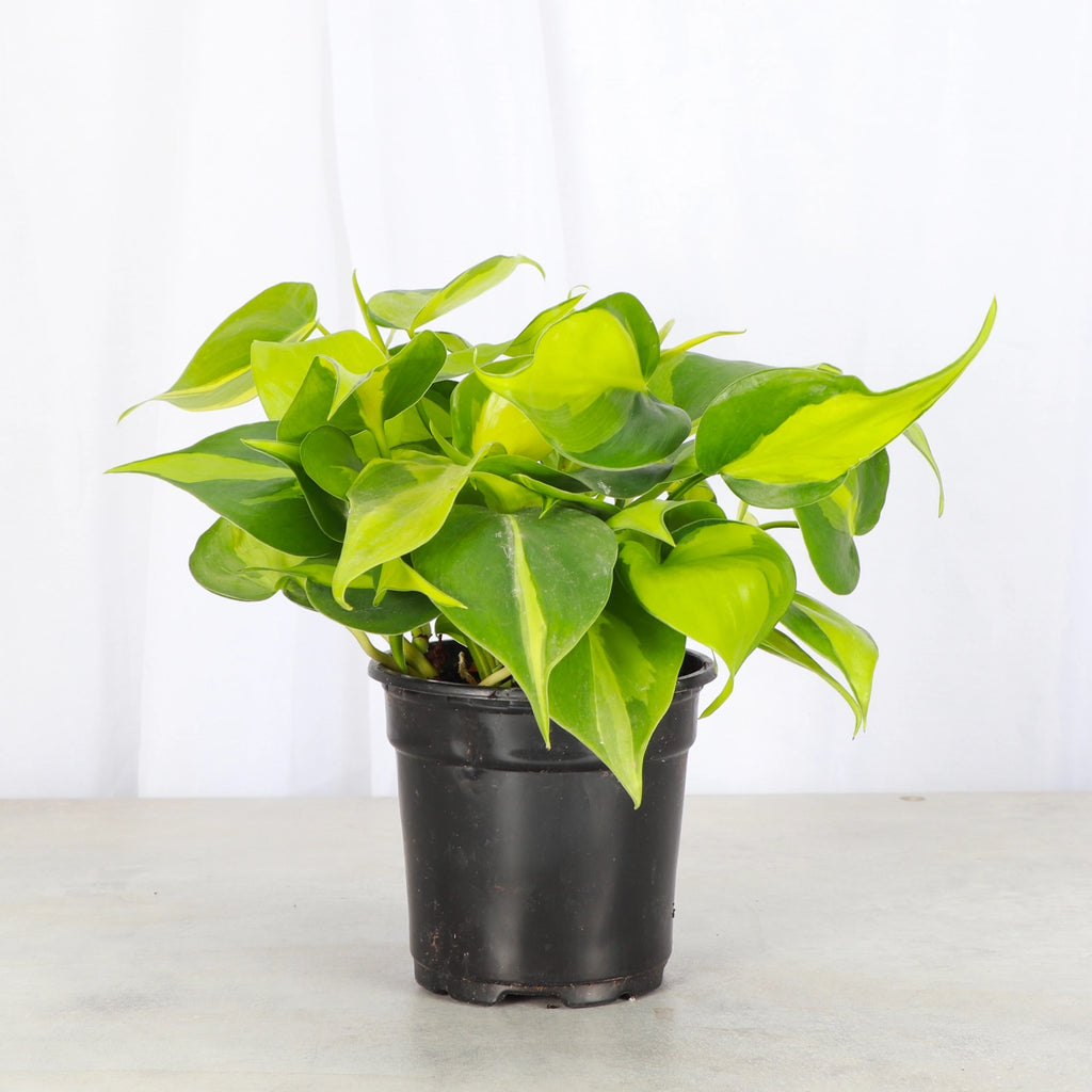 Philodendron Brazil 4"