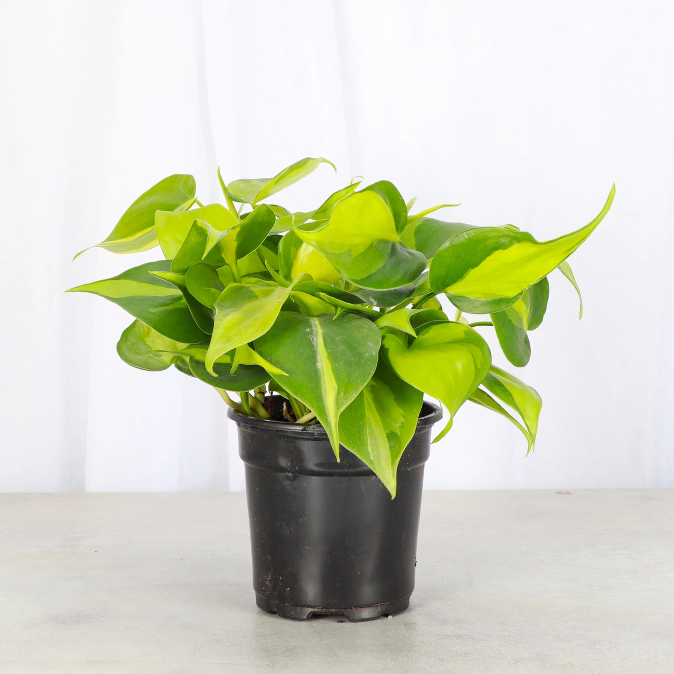Philodendron Brazil 4"